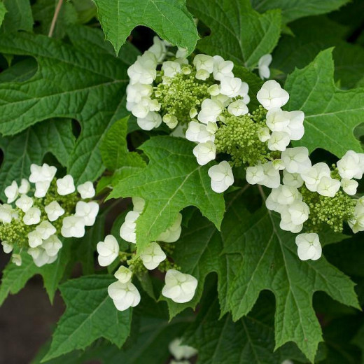 Гортензия дуболистная (Hydrangea quercifolia)