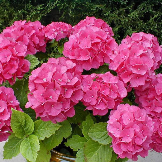 Гортензия крупнолистная (Hydrangea macrophylla)