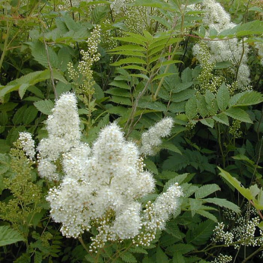 Рябинник рябинолистный (Sorbaria sorbifolia)