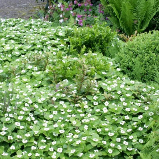 Дёрен канадский (Cornus canadensis)