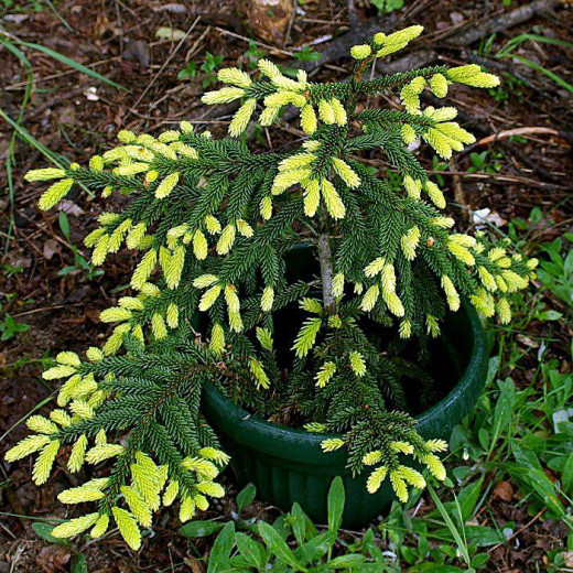 Ель восточная Ауреоспиката (Aureospicata)