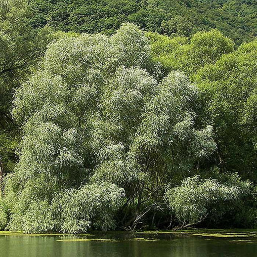 Ива белая (Salix alba)