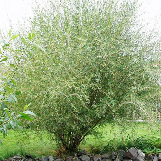 Ива пурпурная (Salix purpurea)