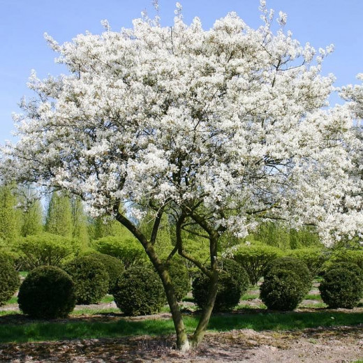 Ирга Ламарка (Amelanchier lamarckii)