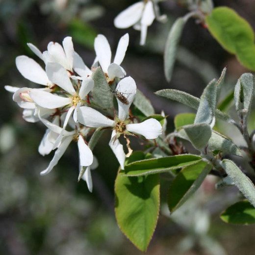 Ирга круглолистная (Amelanchier ovalis)