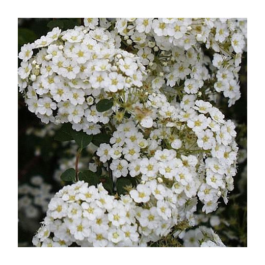 Спирея Аргута (Spiraea arguta)