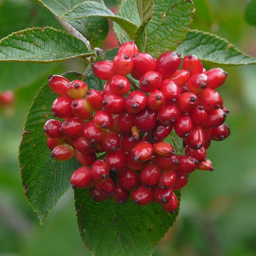 Калина гордовина (Viburnum lantana)