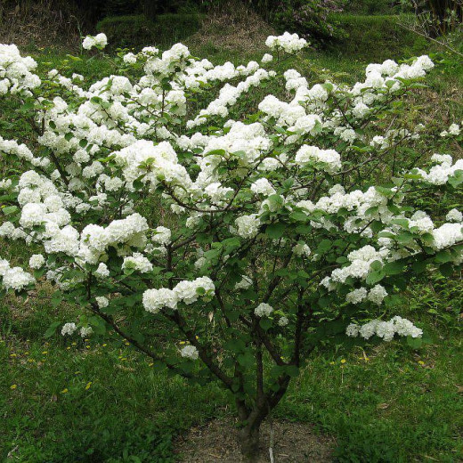 Калина складчатая (Viburnum plicatum)