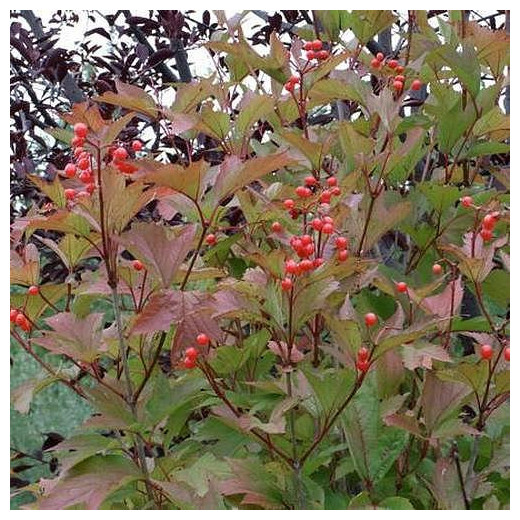 Калина съедобная (Viburnum edule)