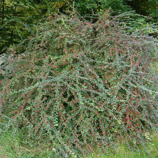 Кизильник растопыренный (Cotoneaster divaricatus)