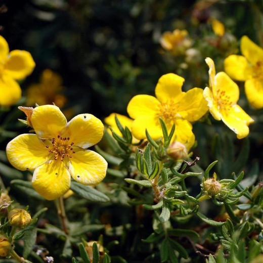 Лапчатка кустарниковая (Potentilla fruticosa)