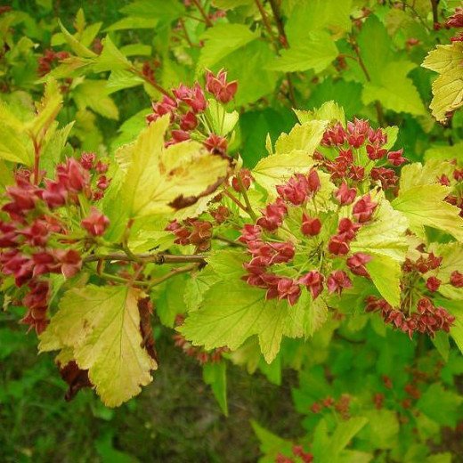 Пузыреплодник калинолистный (Physocarpus opulifolius)