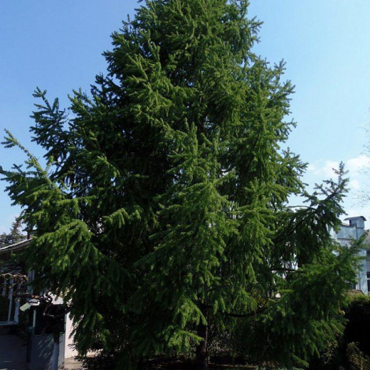 Лиственница сибирская (Larix sibirica)