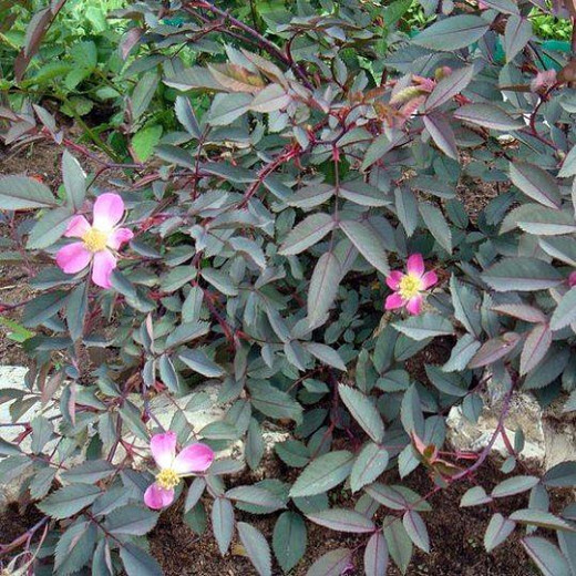 Роза Сизая (Rosa glauca)