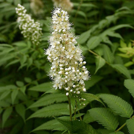 Рябинник рябинолистный Сэм (sorbifolia Sem)