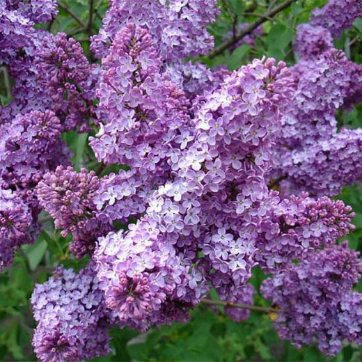 Сирень обыкновенная (Syringa vulgaris)