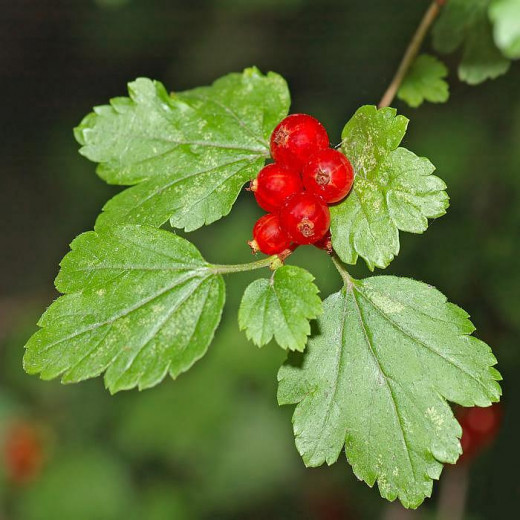 Смородина альпийская (Ribes alpinum)