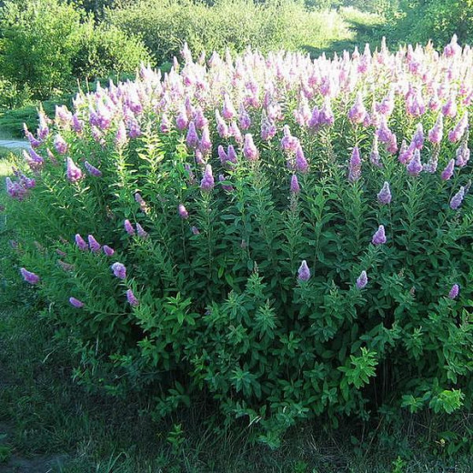 Спирея Билларда (Spiraea billardii)