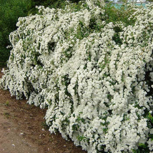 Спирея Вангутта (Spiraea vanhouttei)