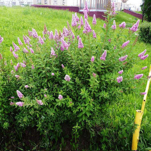 Спирея Дугласа (Spiraea douglasii)