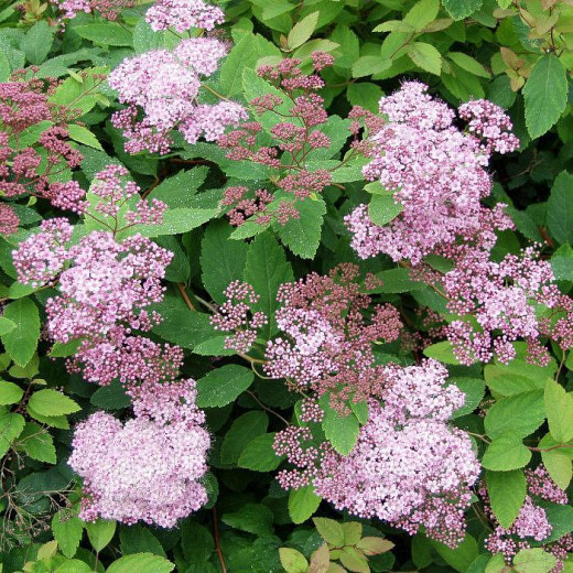 Спирея японская (Spiraea japonica)