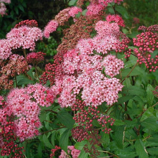 Спирея Бумальда (Spiraea bumalda)