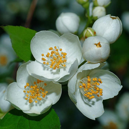 Чубушник венечный (Philadelphus coronarius)