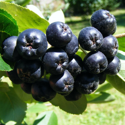 Арония (Aronia melanocarpa)