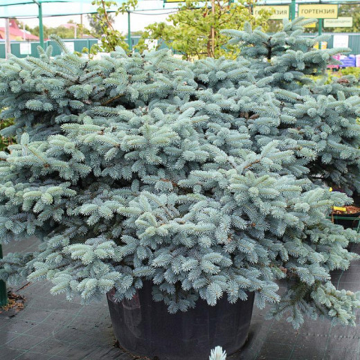 Ель колючая Глаука Глобоза (Glauca Globosa)